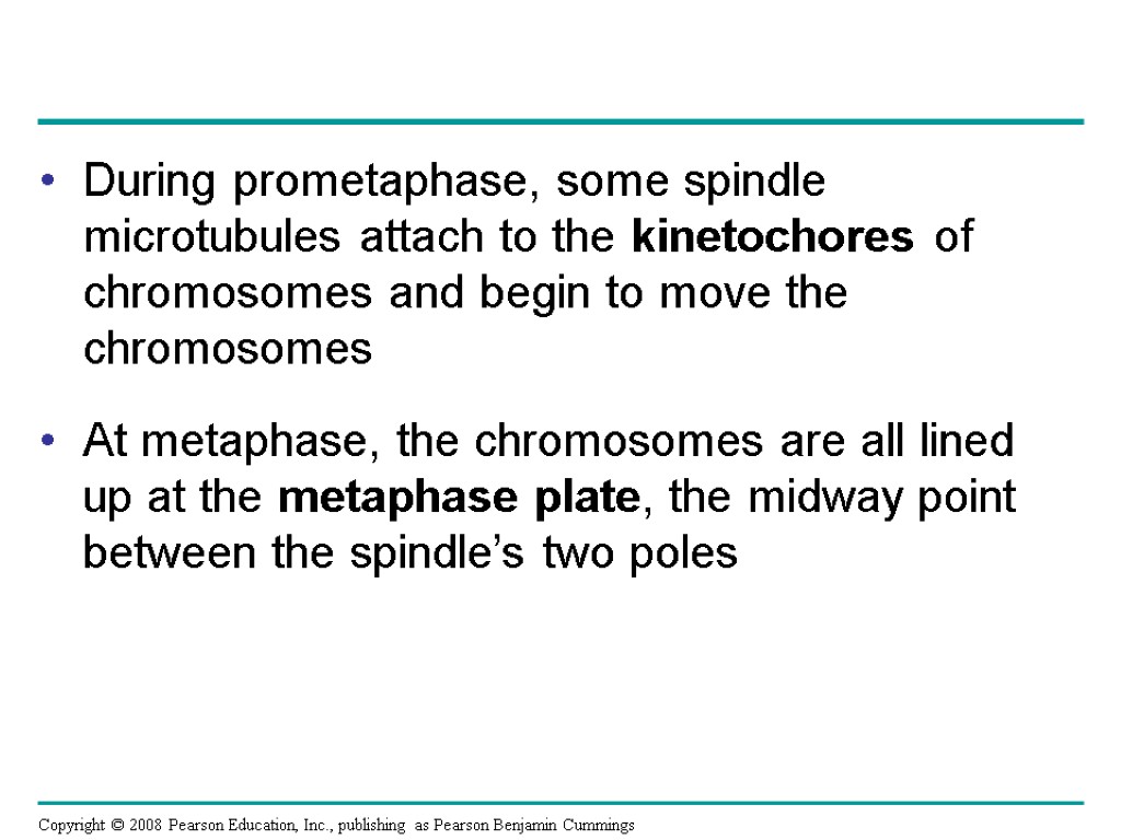 During prometaphase, some spindle microtubules attach to the kinetochores of chromosomes and begin to